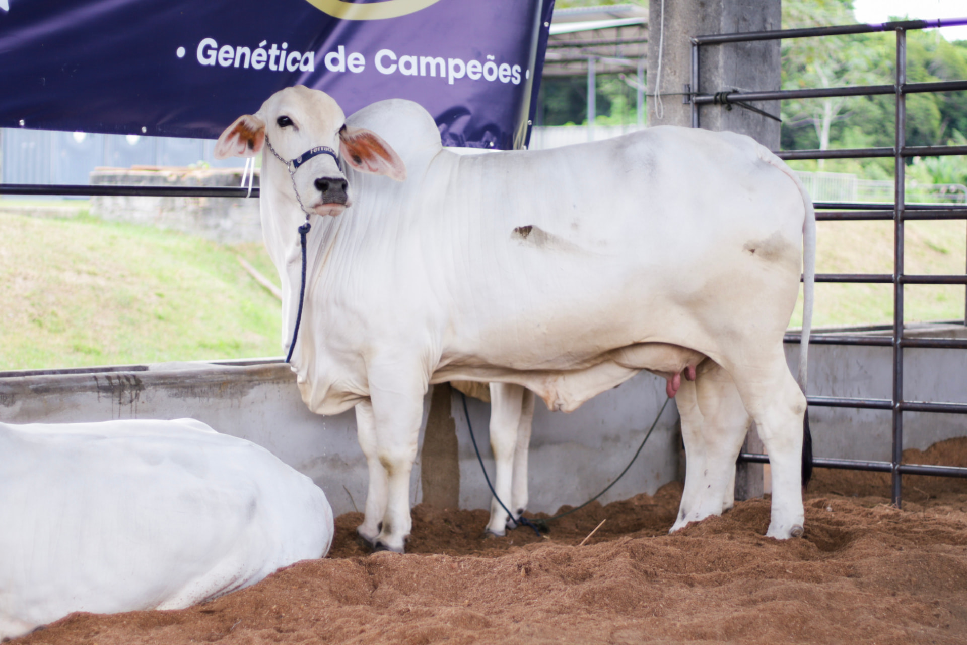 Genética de campeões