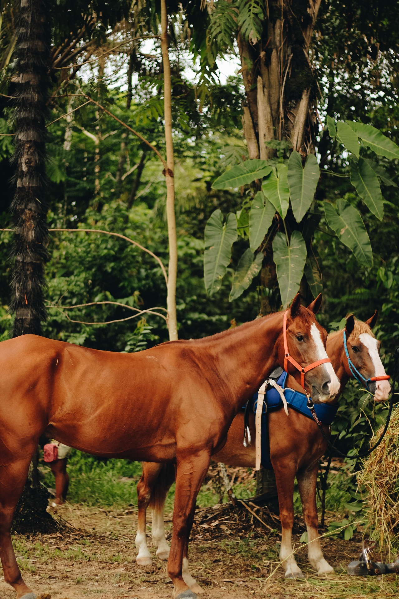 Cavalos no Haras Nilton Lins