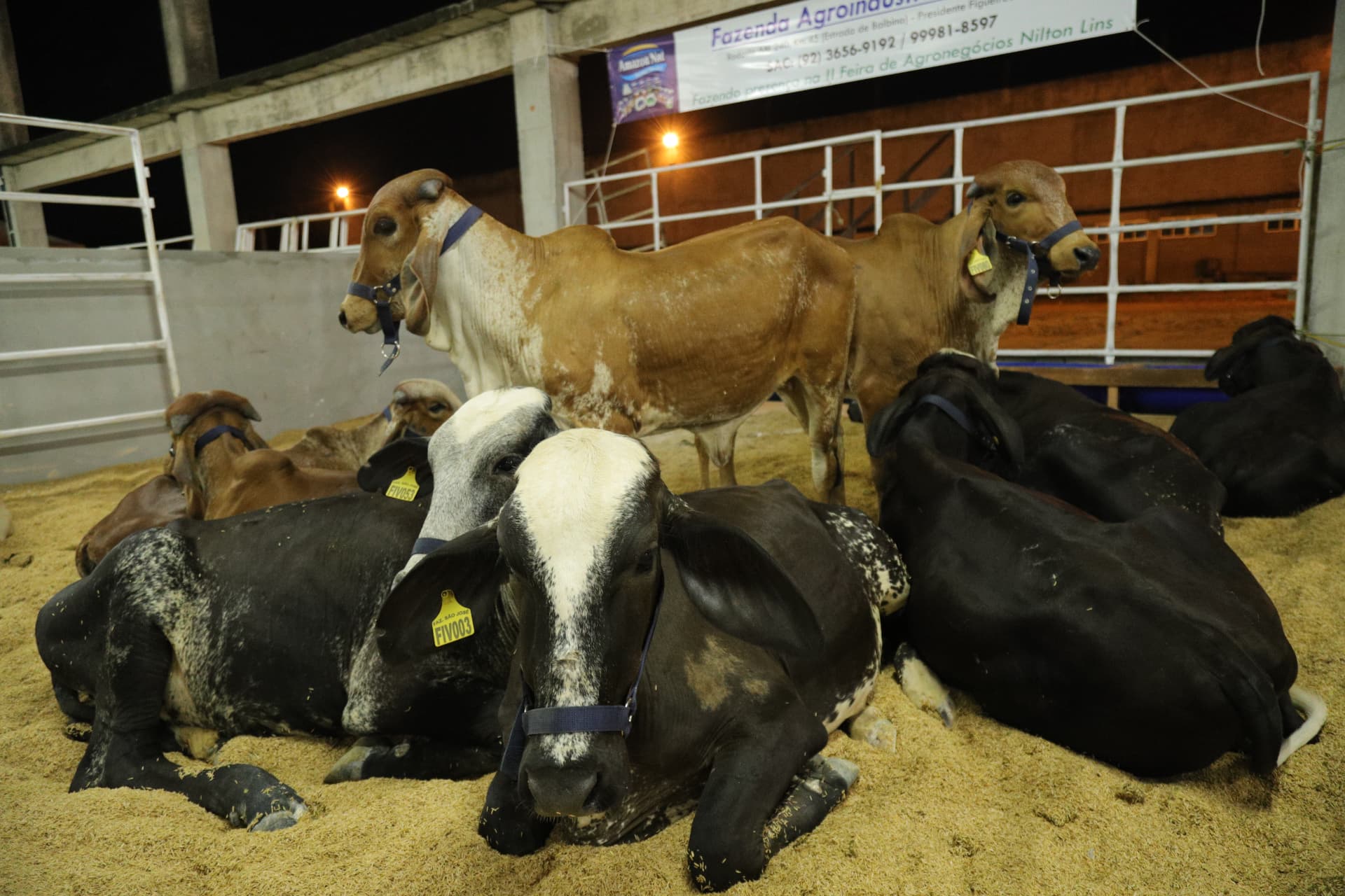 Exposição de gado