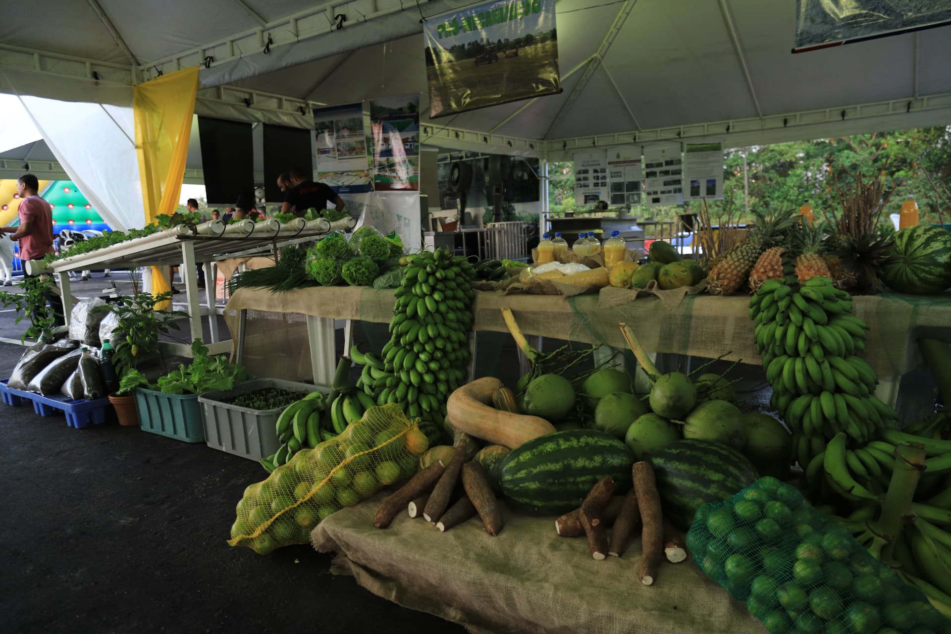 Produção do campo amazonense