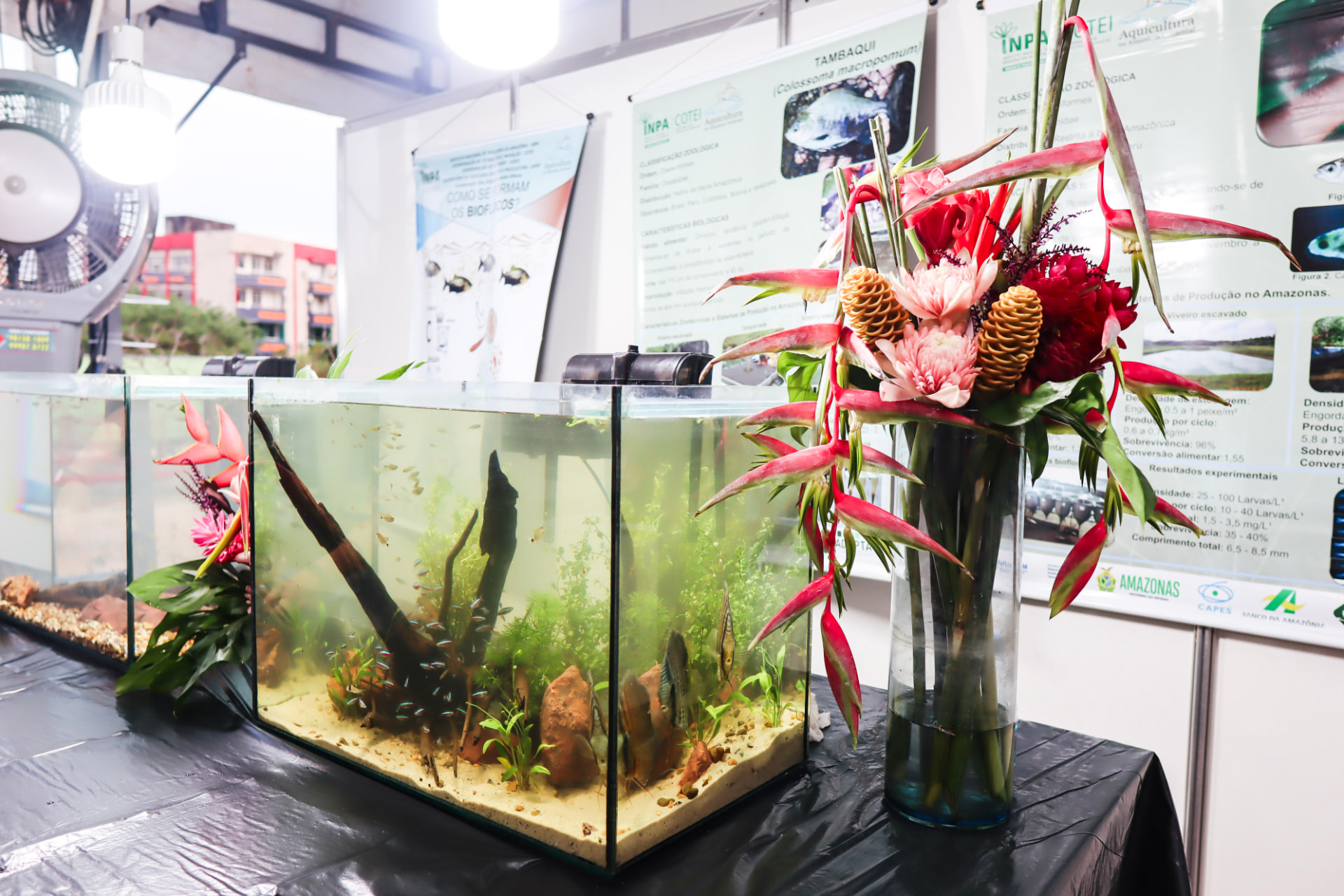 Stand de aquicultura